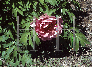 Picture of Paeonia suffruticosa 'Leda'