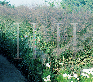 Picture of Panicum virgatum 'Dallas Blues'