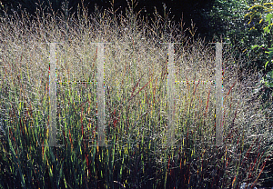 Picture of Panicum virgatum 'Heavy Metal'