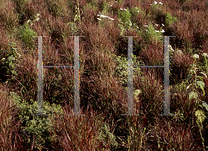 Picture of Panicum virgatum 'Shenandoah'