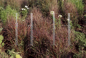 Picture of Panicum virgatum 'Shenandoah'