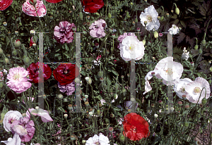 Picture of Papaver nudicaule 