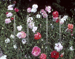 Picture of Papaver nudicaule 