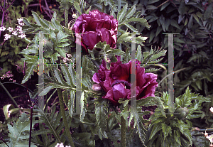 Picture of Papaver orientale 'Patty's Plum'