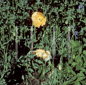 Picture of Papaver pilosum 