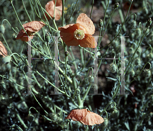 Picture of Papaver radicatum 