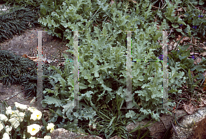 Picture of Papaver somniferum 