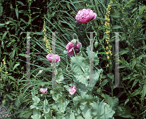 Picture of Papaver somniferum var. paeoniflorum 