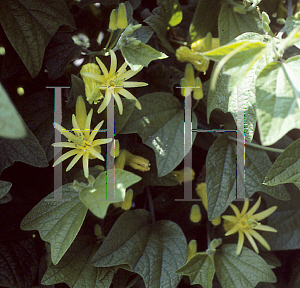 Picture of Passiflora citrina 