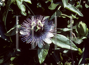 Picture of Passiflora  'Debbie'