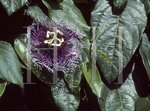 Picture of Passiflora serratifolia 