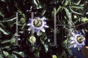 Picture of Passiflora caerulea 