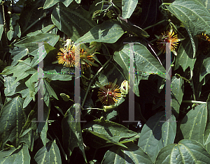 Picture of Passiflora  'Sunburst'