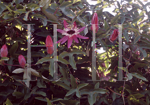 Picture of Passiflora violacea 