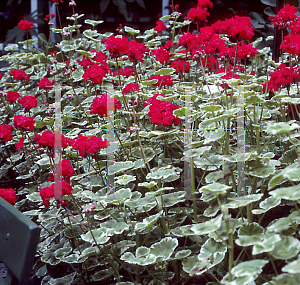 Picture of Pelargonium x hortorum 'William Languth'