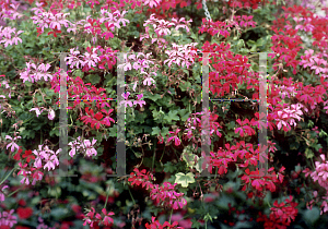 Picture of Pelargonium peltatum 