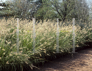 Picture of Pennisetum alopecuroides 