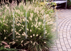 Picture of Pennisetum alopecuroides 'Hamelin'