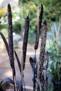 Picture of Panicum miliaceum 'Purple Majesty'