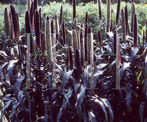 Picture of Panicum miliaceum 'Purple Majesty'