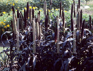 Picture of Panicum miliaceum 'Purple Majesty'