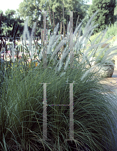 Picture of Pennisetum setaceum 