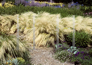 Picture of Pennisetum villosum 