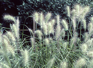 Picture of Pennisetum villosum 