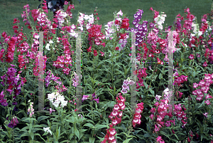 Picture of Penstemon gloxinoides 