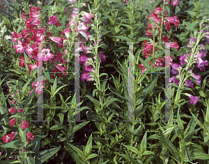 Picture of Penstemon hartwegii 'Sensation Mix'