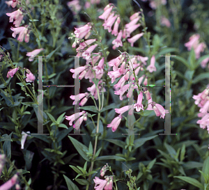 Picture of Penstemon  'Hidcote Pink'