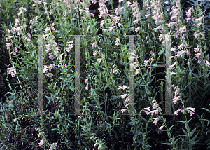 Picture of Penstemon  'Hidcote Pink'