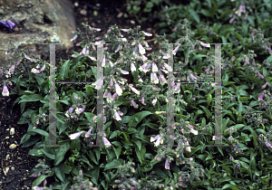 Picture of Penstemon hirsutus 'Pygmaeus'