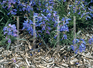 Picture of Penstemon heterophyllus 'Electric Blue'