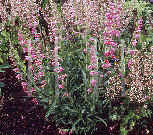 Picture of Penstemon  'Pink Chablis'