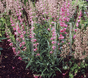 Picture of Penstemon  'Pink Chablis'