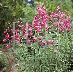 Picture of Penstemon gloxinoides 'Ruby'