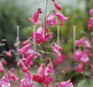 Picture of Penstemon gloxinoides 'Ruby'