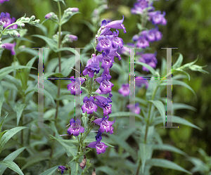 Picture of Penstemon  'Sour Grapes'