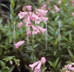 Picture of Penstemon  'Wallington Pink'