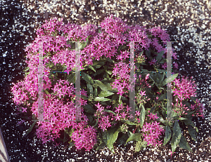 Picture of Pentas lanceolata 'New Look Violet'