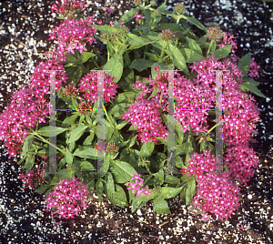Picture of Pentas lanceolata 'New Look Rosa'