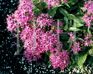 Picture of Pentas lanceolata 'New Look Violet'