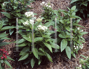 Picture of Pentas lanceolata 'New Look White'