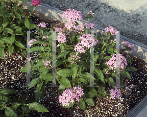 Picture of Pentas lanceolata 'Orchid Illusion'