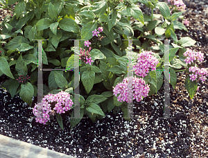 Picture of Pentas lanceolata 'Starburst'