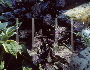 Picture of Perilla frutescens 'Atropurpurea'