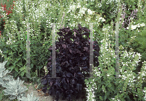 Picture of Perilla frutescens 'Atropurpurea'