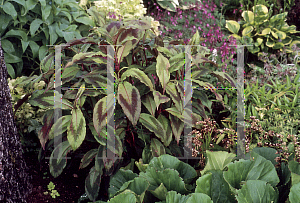 Picture of Polygonum virginianum 'Compton's Form'