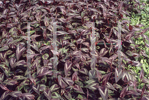 Picture of Polygonum microcephalum 'Red Dragon'